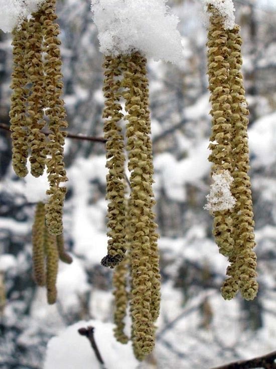 Leszczyna kwiaty fot. D.O.