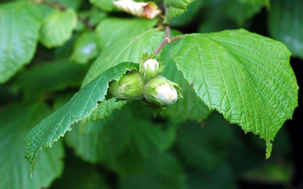 Leszczyna owoce fot. M.W.