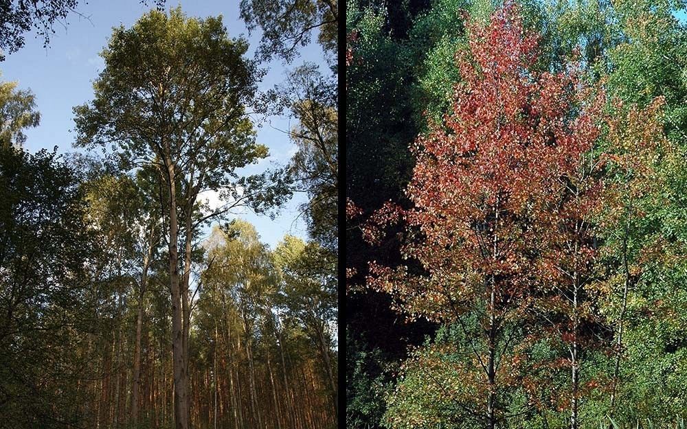 Osika pokrój fot. J.K.