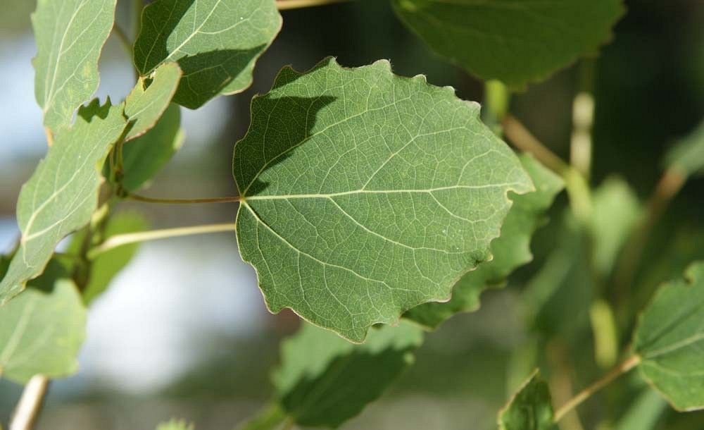 Osika liście fot. J.K.