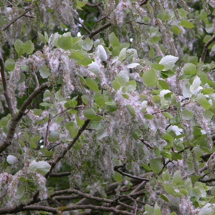 Osika owoce http://www.thewildflowersociety.com