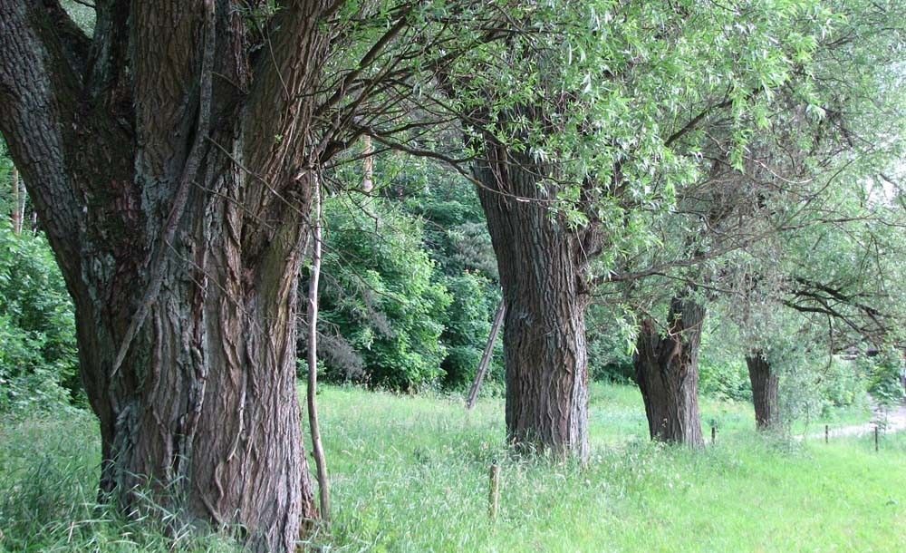 Wierzba kora fot. S.M.