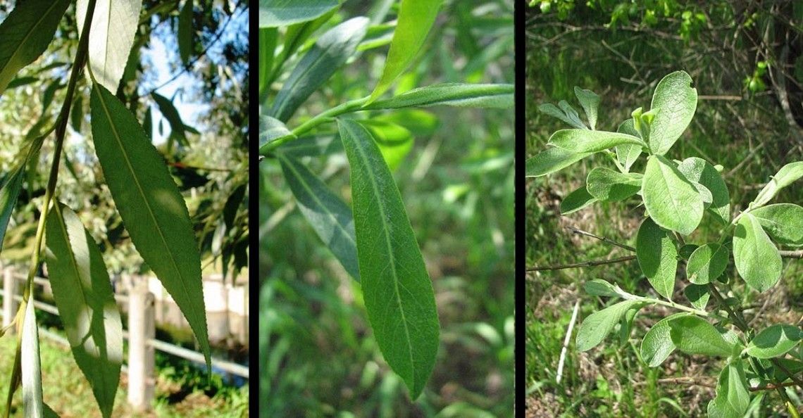 Wierzba liście fot. A.H./M.B.