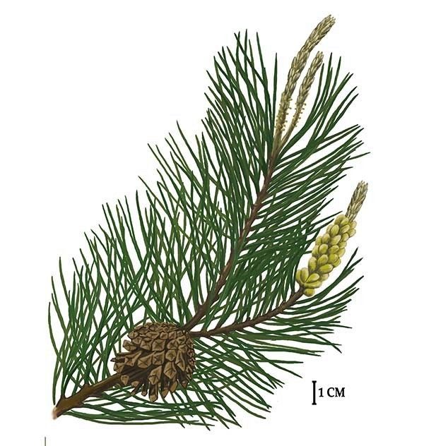 Sosna zwyczajna, rys. C.W.