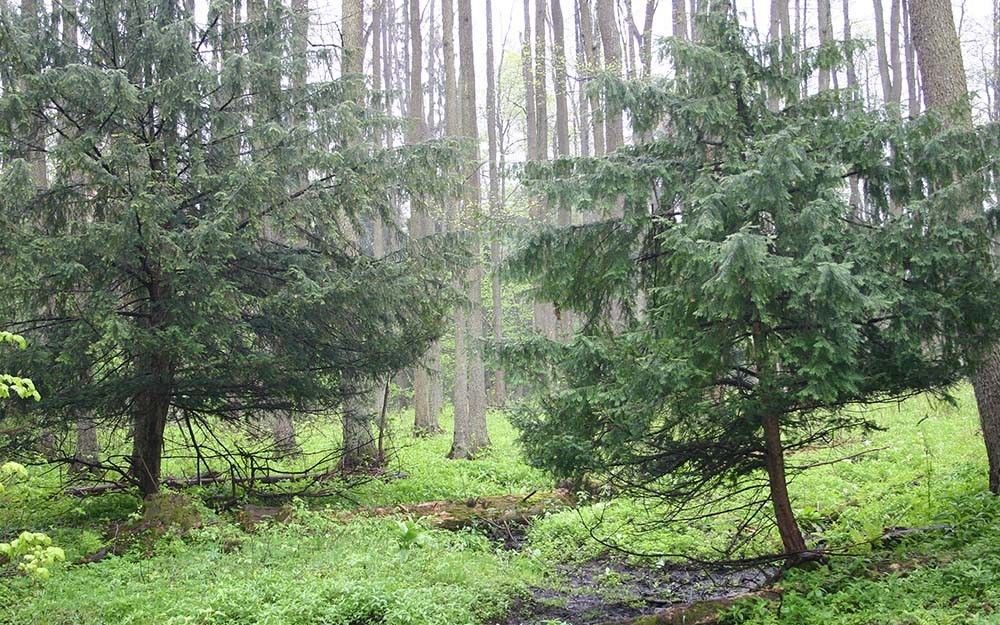 Cis pokrój fot. A.H.