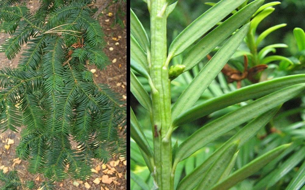 Cis liście fot. A.H/S.M.