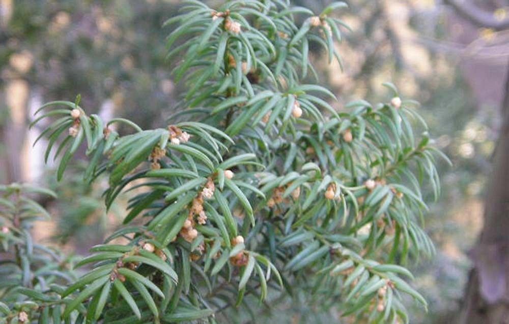 Cis kwiaty fot. S.N.