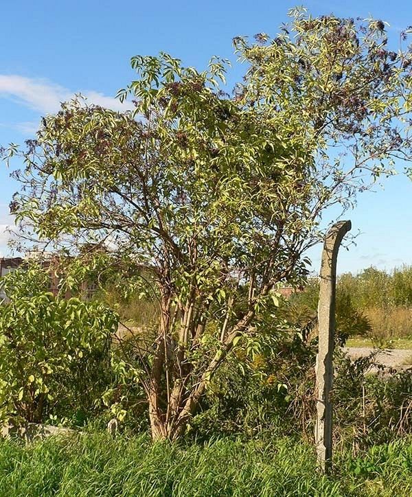 Bez pokrój fot. K.K.