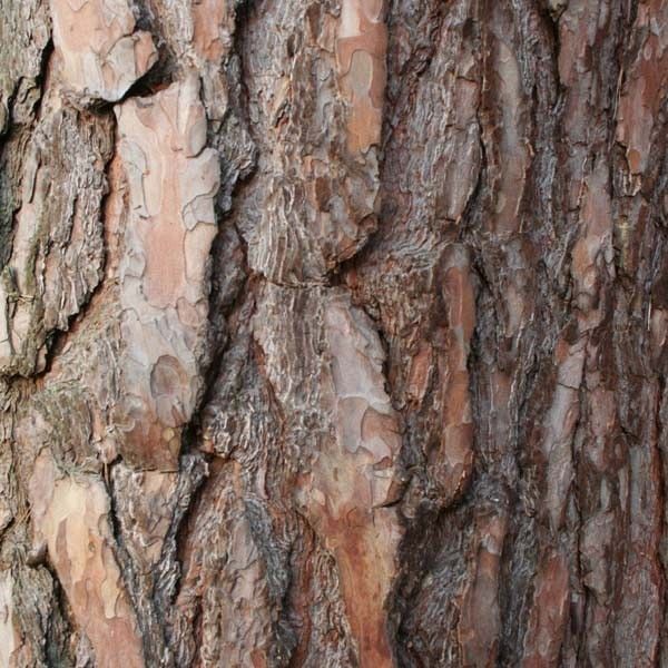 Sosna kora fot. S.M.