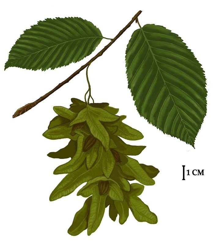 Grab pospolity rys. C.W.