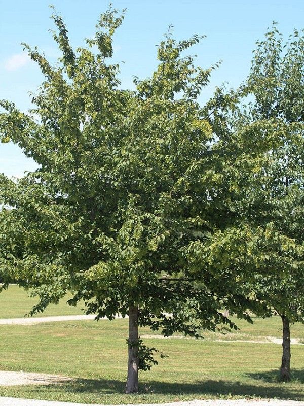 Grab pokrój fot. www.kuleuven-kortrijk.be/bioweb