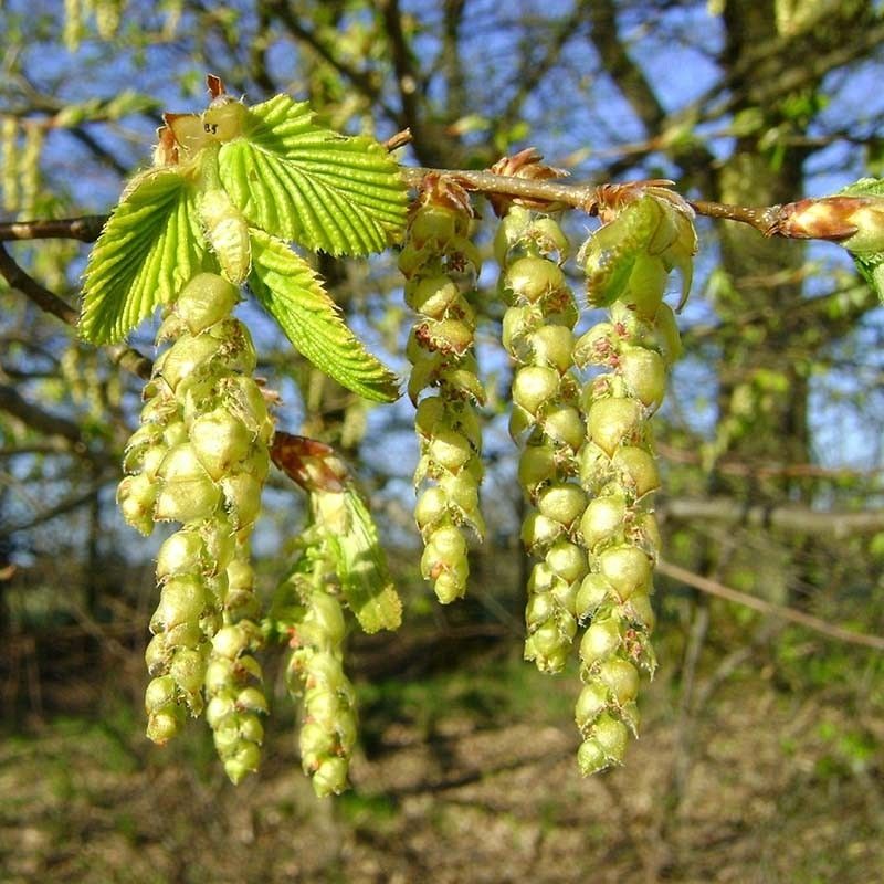 Grab kwiaty fot. Krzysztof Ziarnek (Wikimedia Commons)