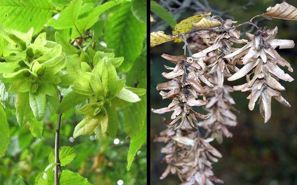 Grab owoce fot. A.H/M.W.