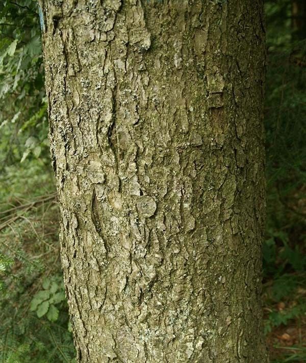 Jodła kora fot. J.K.