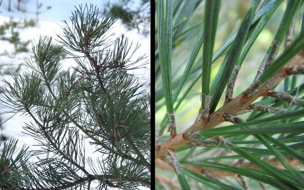 Sosna liście fot. S.M./A.H.