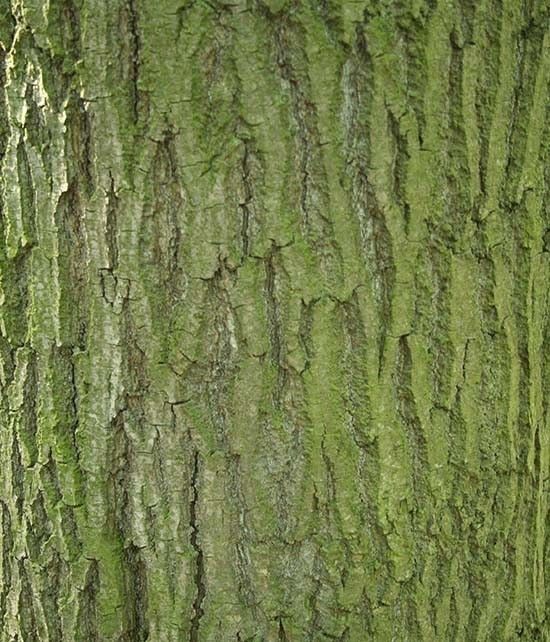 Jesion kora fot. S,M.