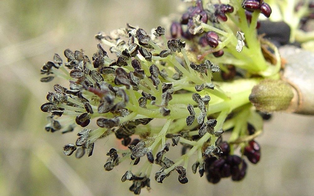 Jesion kwiaty fot. www-kuleuven-kortrijk.be/bioweb