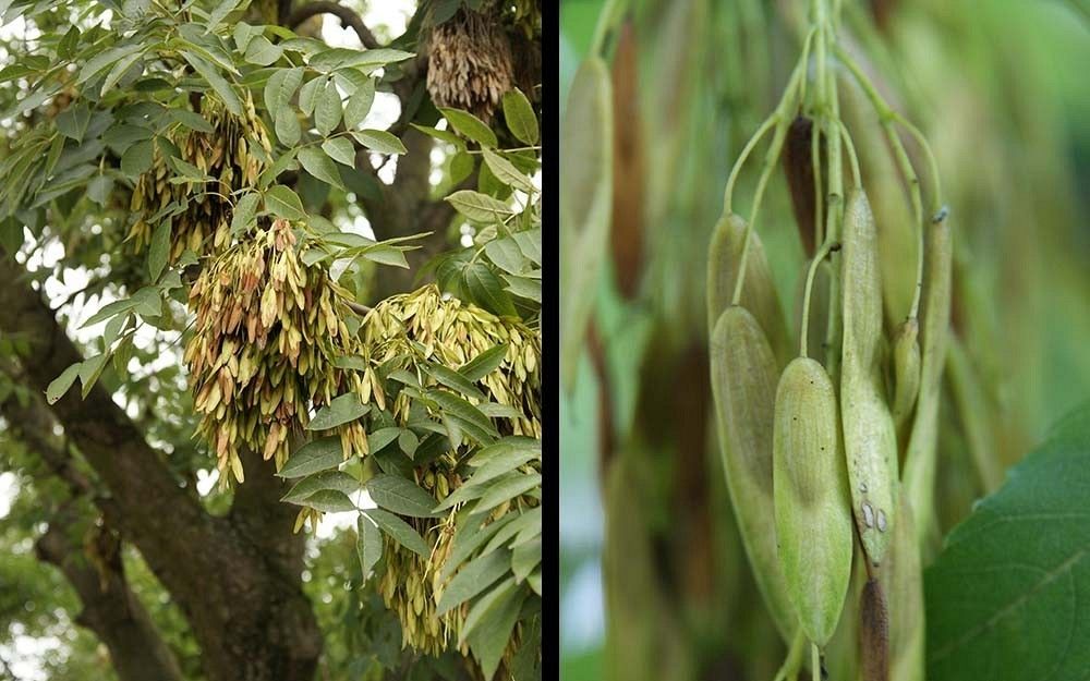 Jesion owoce fot. J.K.