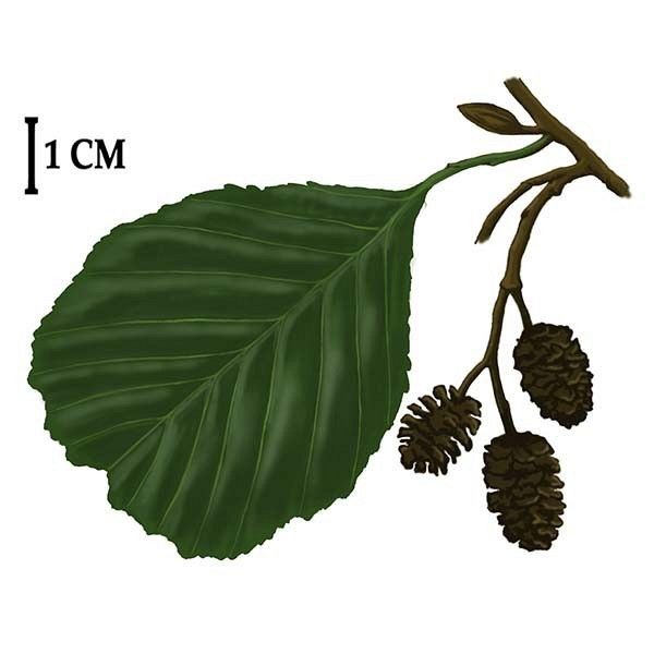 Olsza czarna rys. C.W.