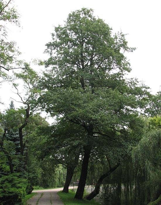 Olsza pokrój fot. A.H.