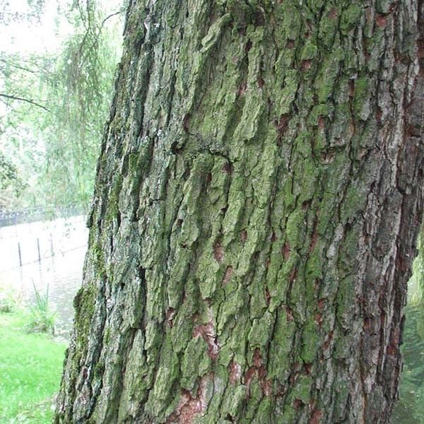 Olsza kora fot. A.H.