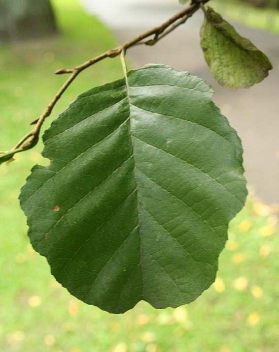 Olsza liście fot. S.M.