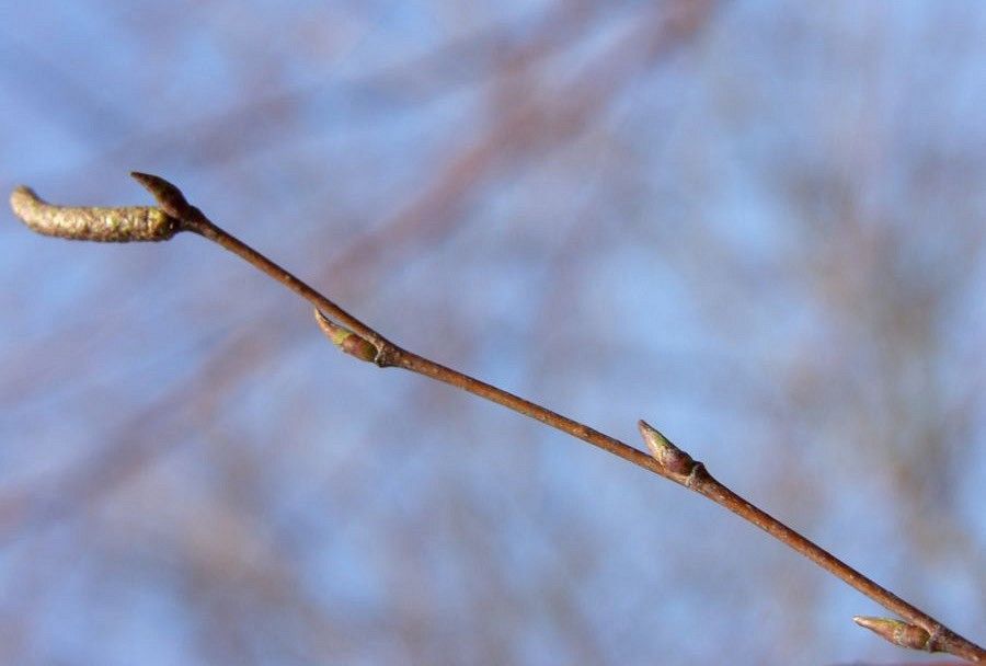Brzoza pędy fot. J.K.