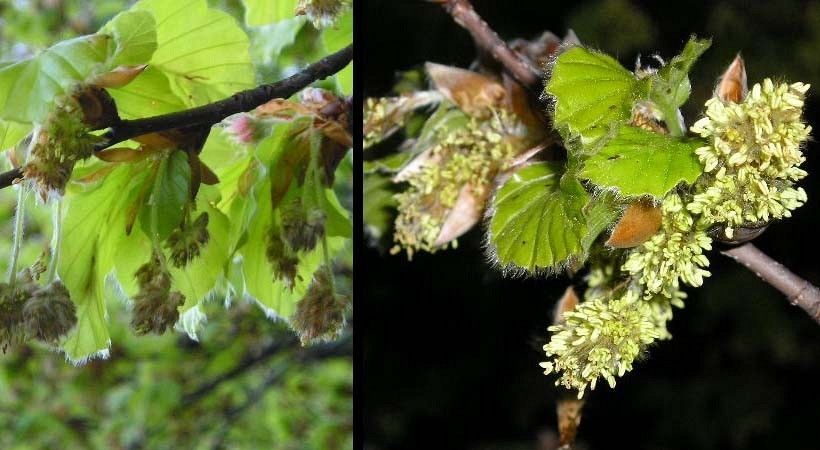 Buk kwiaty fot. S.N.