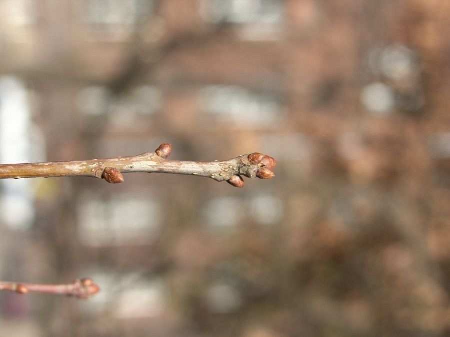 Dąb pędy fot. J.K.