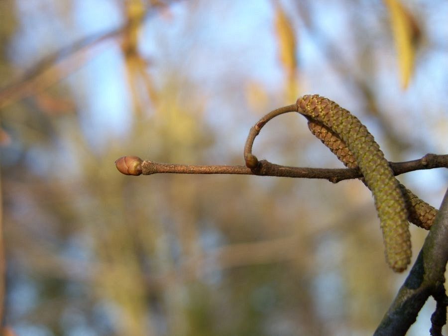 Leszczyna pędy fot. J.K.