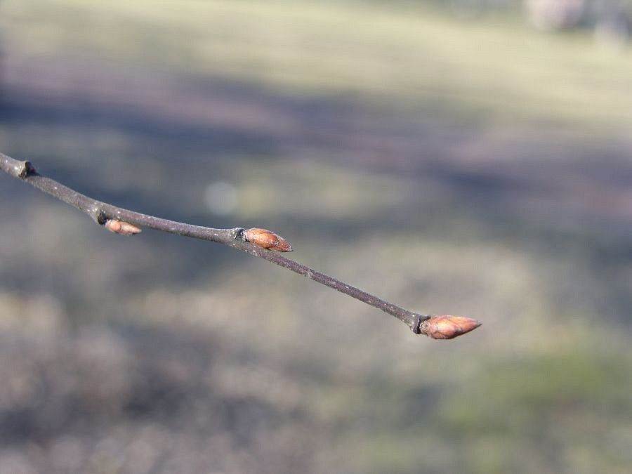 Grab pędy fot. J.K.