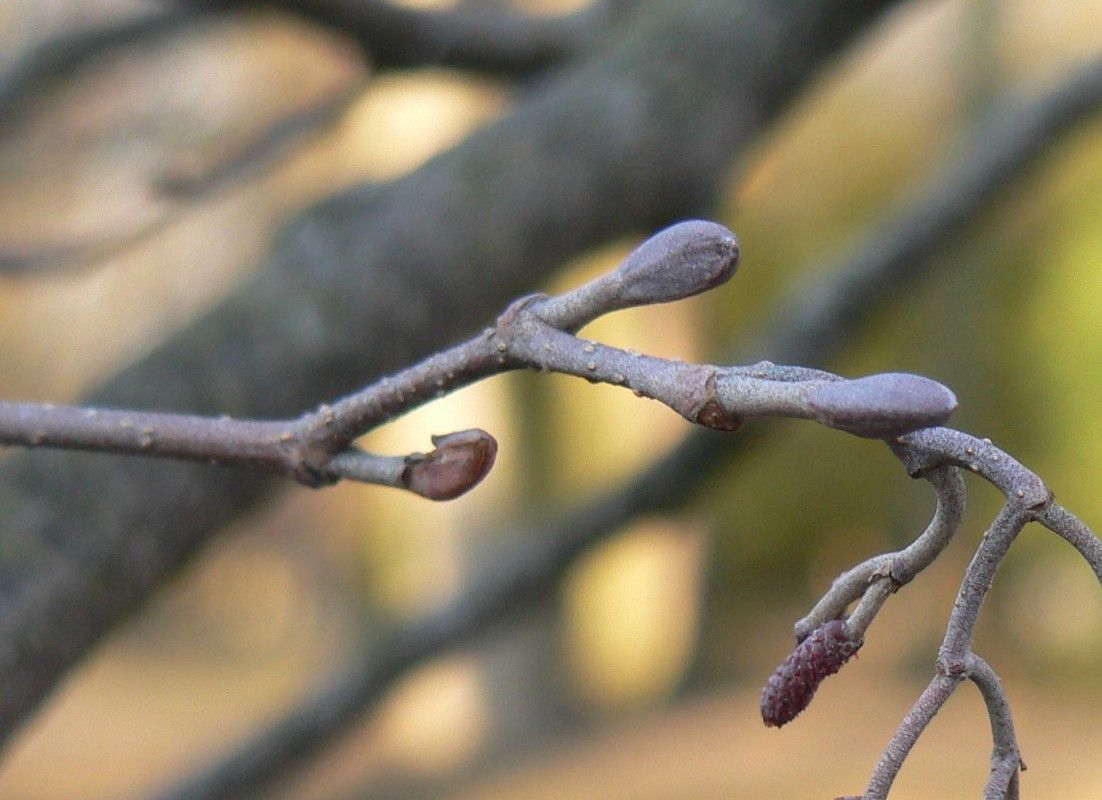 Olsza pędy fot. K.K.