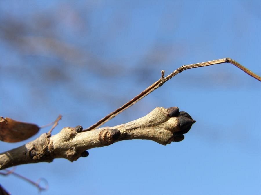 Jesion pędy fot. J.K.