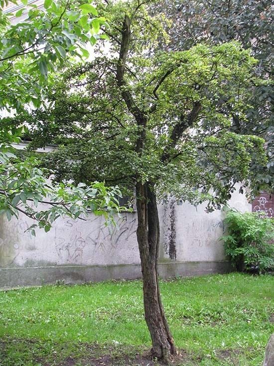 Głogi pokrój fot. A.H.