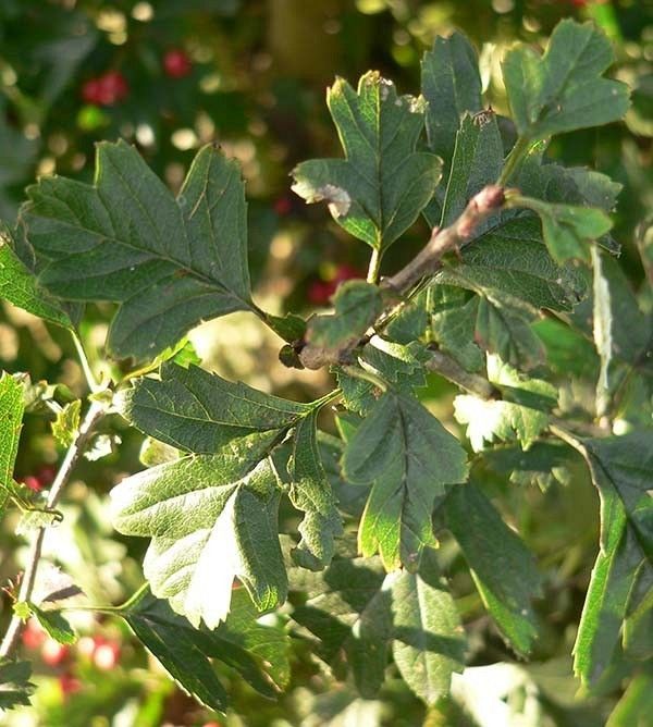 Głóg liście fot. K.K.