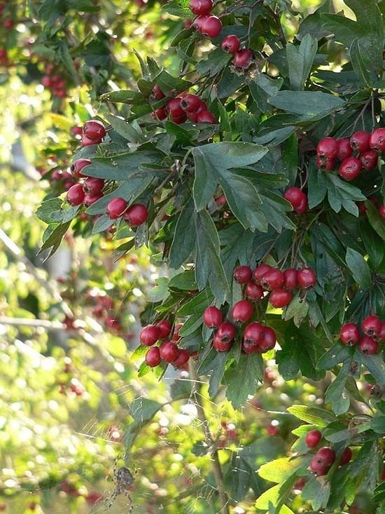 Głóg owoce fot. K.K.