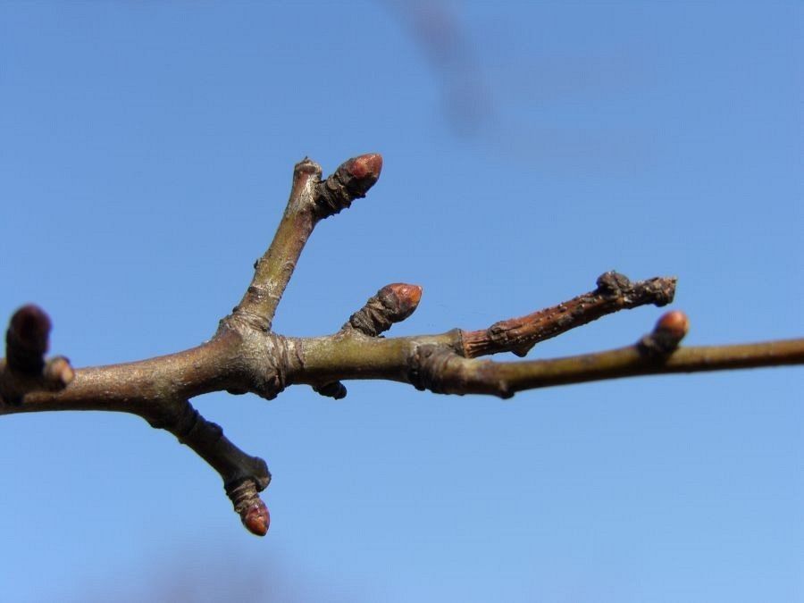 Głóg pędy fot. J.K.