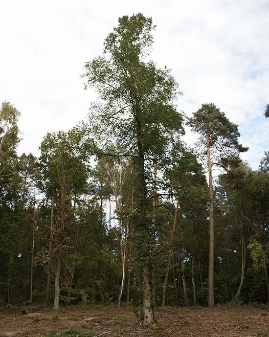 Wiąz pokrój fot. J.K.