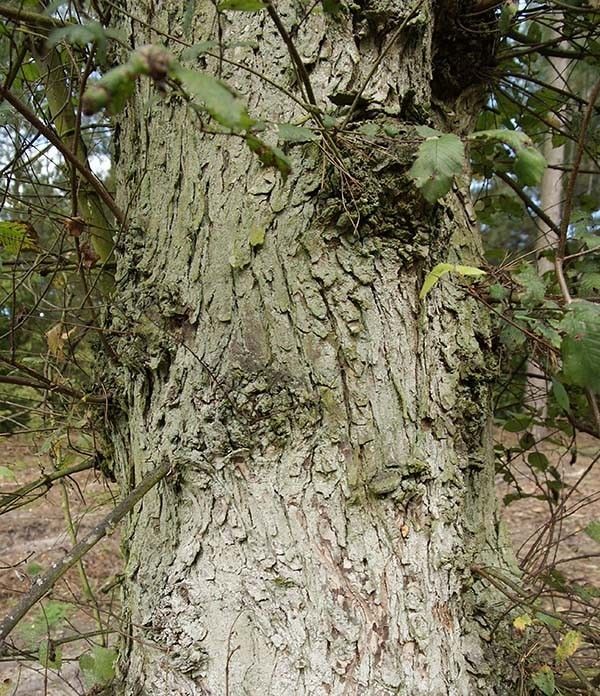 Wiąz kora fot. J.K.