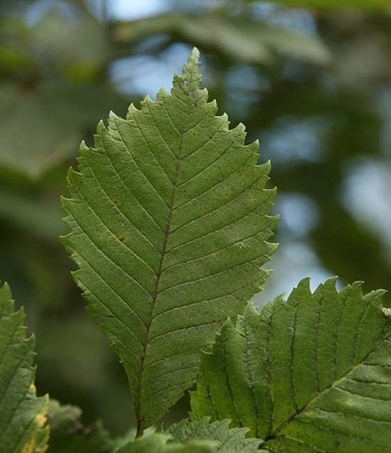 Wiąz liście fot. J.K.