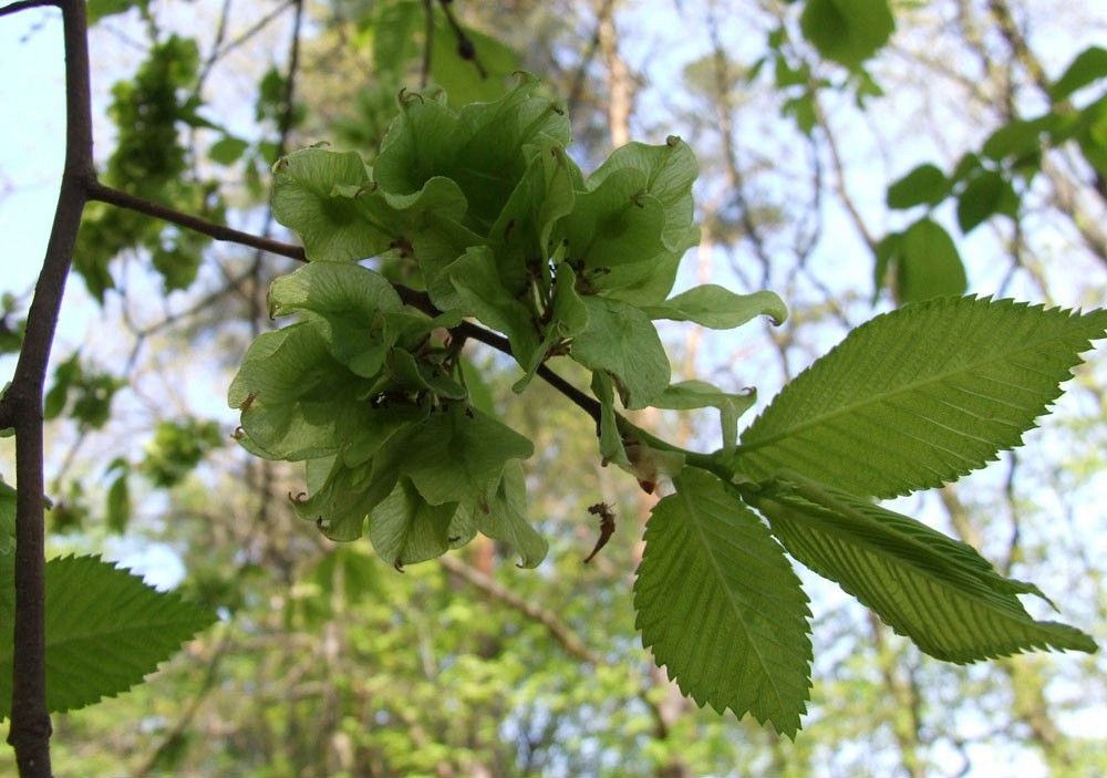Wiąz owoce fot. J.M.