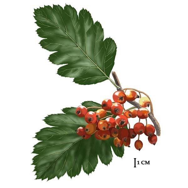 Jarząb szwedzki rys. C.W.