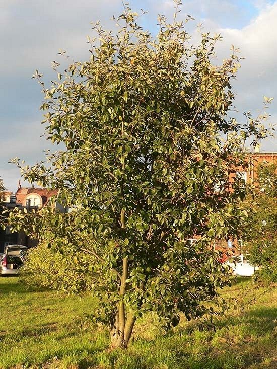 Jarząb szwedzki pokrój fot. K.K.