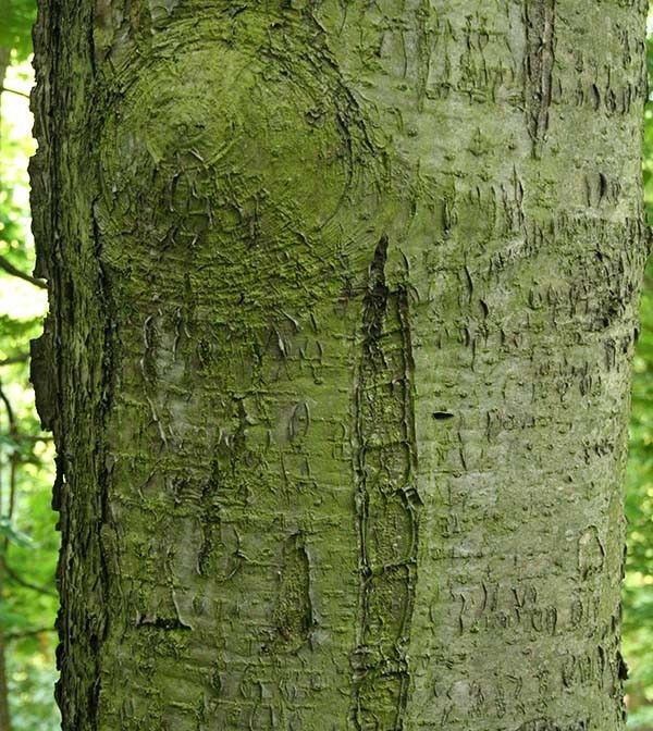 Jarząb szwedzki kora fot. S.M.