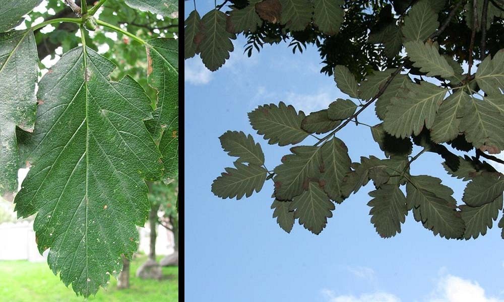 Jarząb szwedzki liście fot. A.H./S.M.
