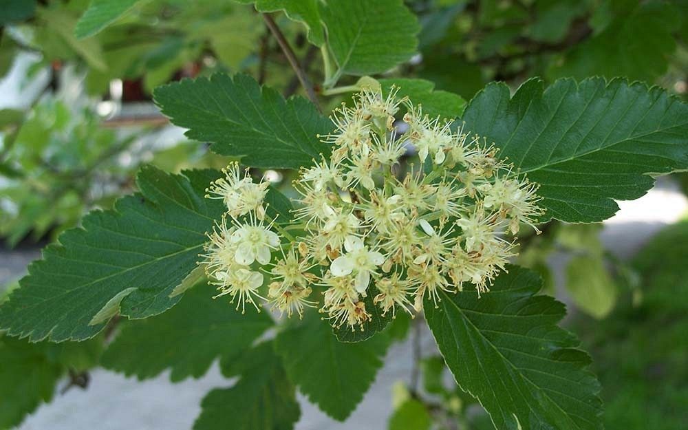 Jarząb szwedzki kwiaty fot. S.N.