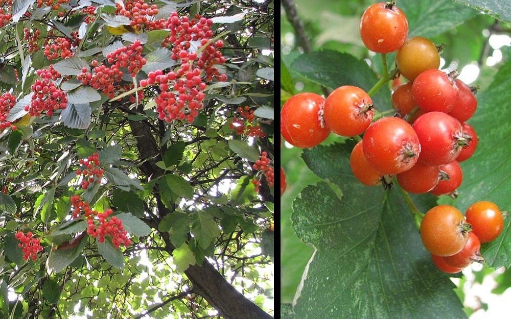 Jarząb szwedzki owoce fot. A.H.