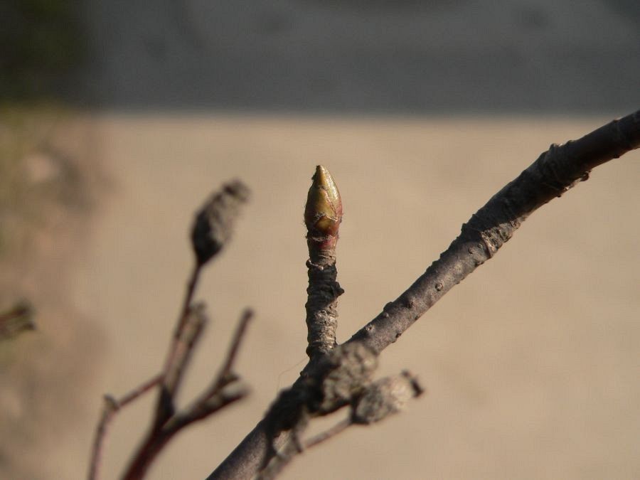 Jarząb szwedzki pędy fot. K.K.