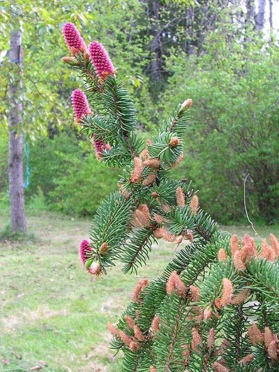 Świerk kwiaty fot. Mikkel52 (Wikimedia Commons)