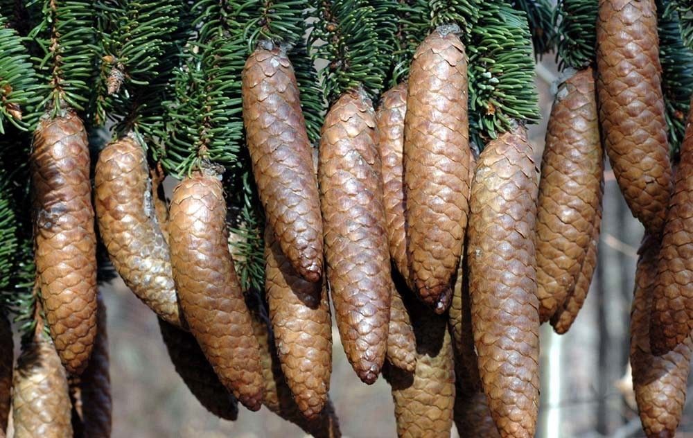 Świerk szyszki fot.M.W.